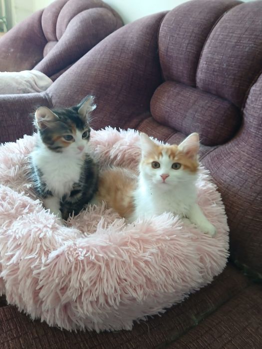 Ангорски котета - мъжко и женско, на 2,5 месеца