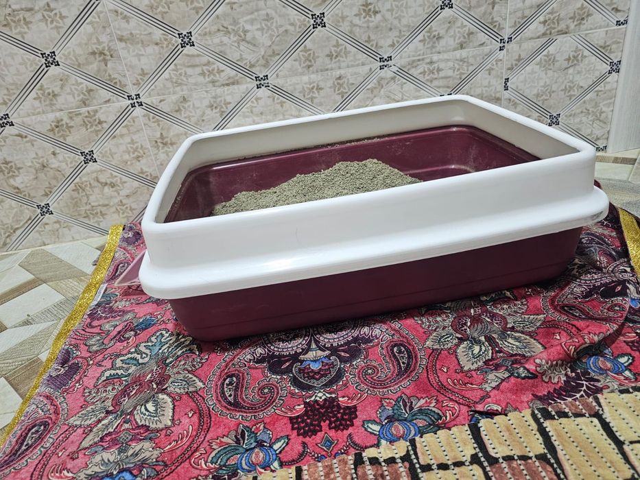 Scotish Fold Mushuk Sotıladı.