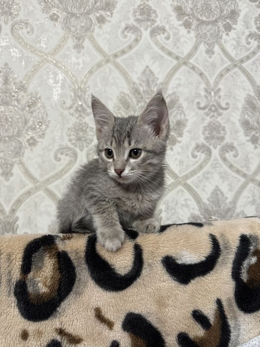Отдам котенка в добрые руки