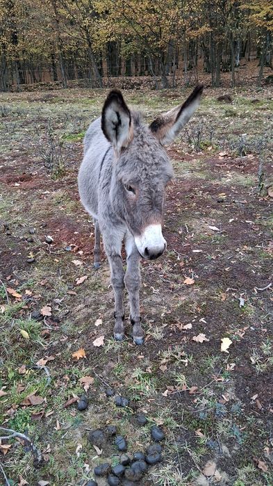 Vand tot ce se vede pret la tel la fiecare imparte