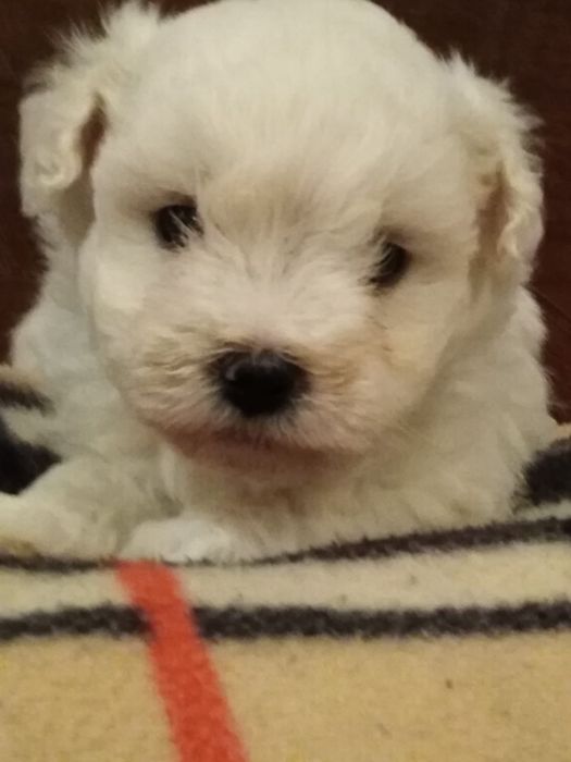Bichon Maltez Mini Toy