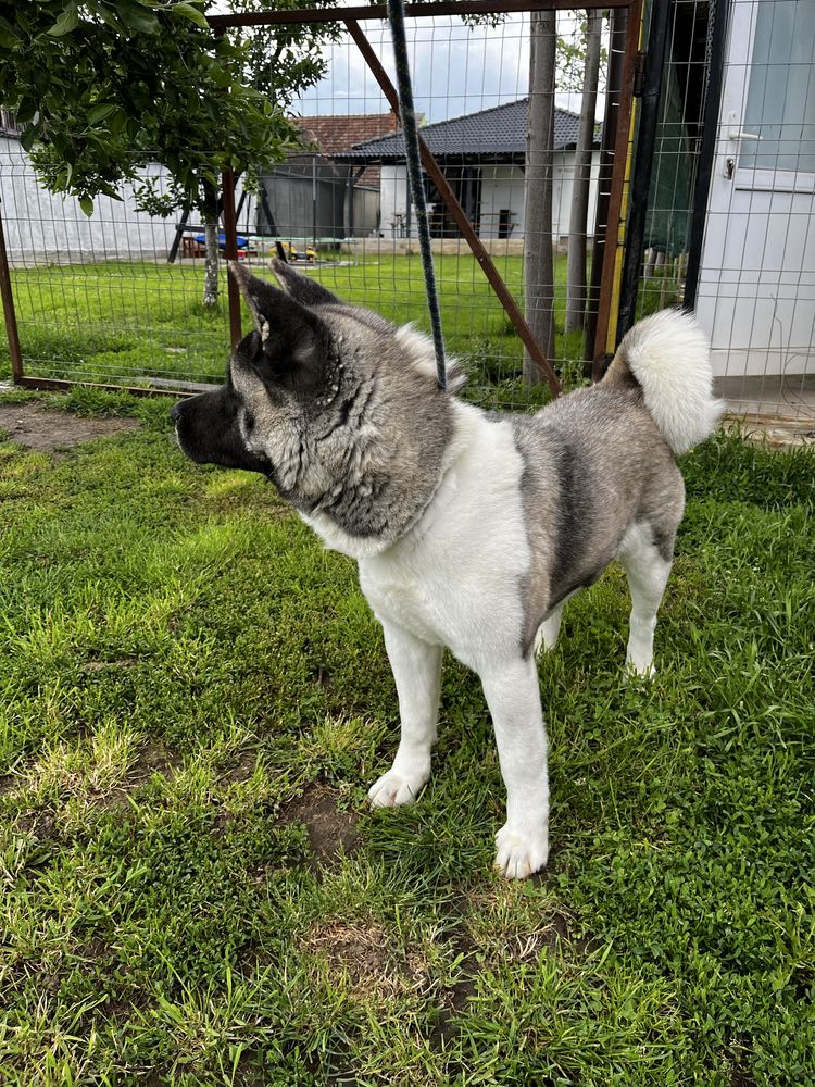 Femela Akita American cu pedigree