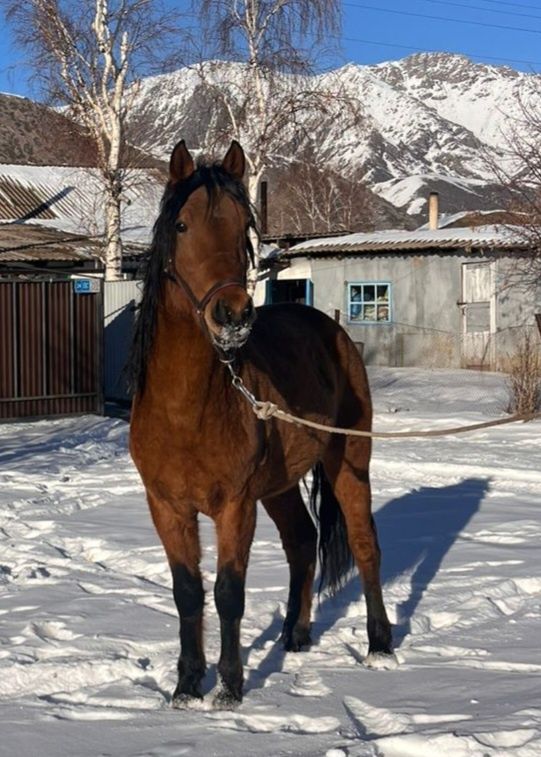 Айгыр сатам, 4 жасар. Продам жеребца  4 года.