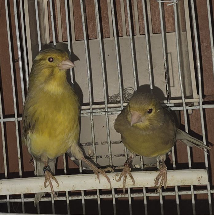 Vând canari timbrado