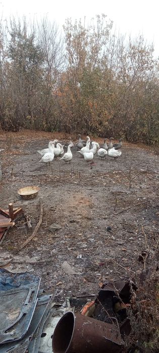 Продам домашних гусей