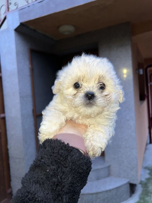 3 fetite bichon maltez