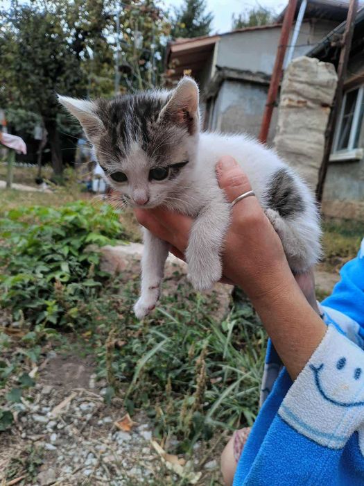 Котенца за осиновяване