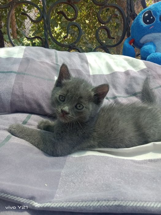 Продам котенка. Серый мальчик
