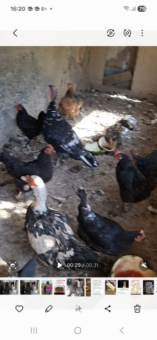 Продаются куры несушки