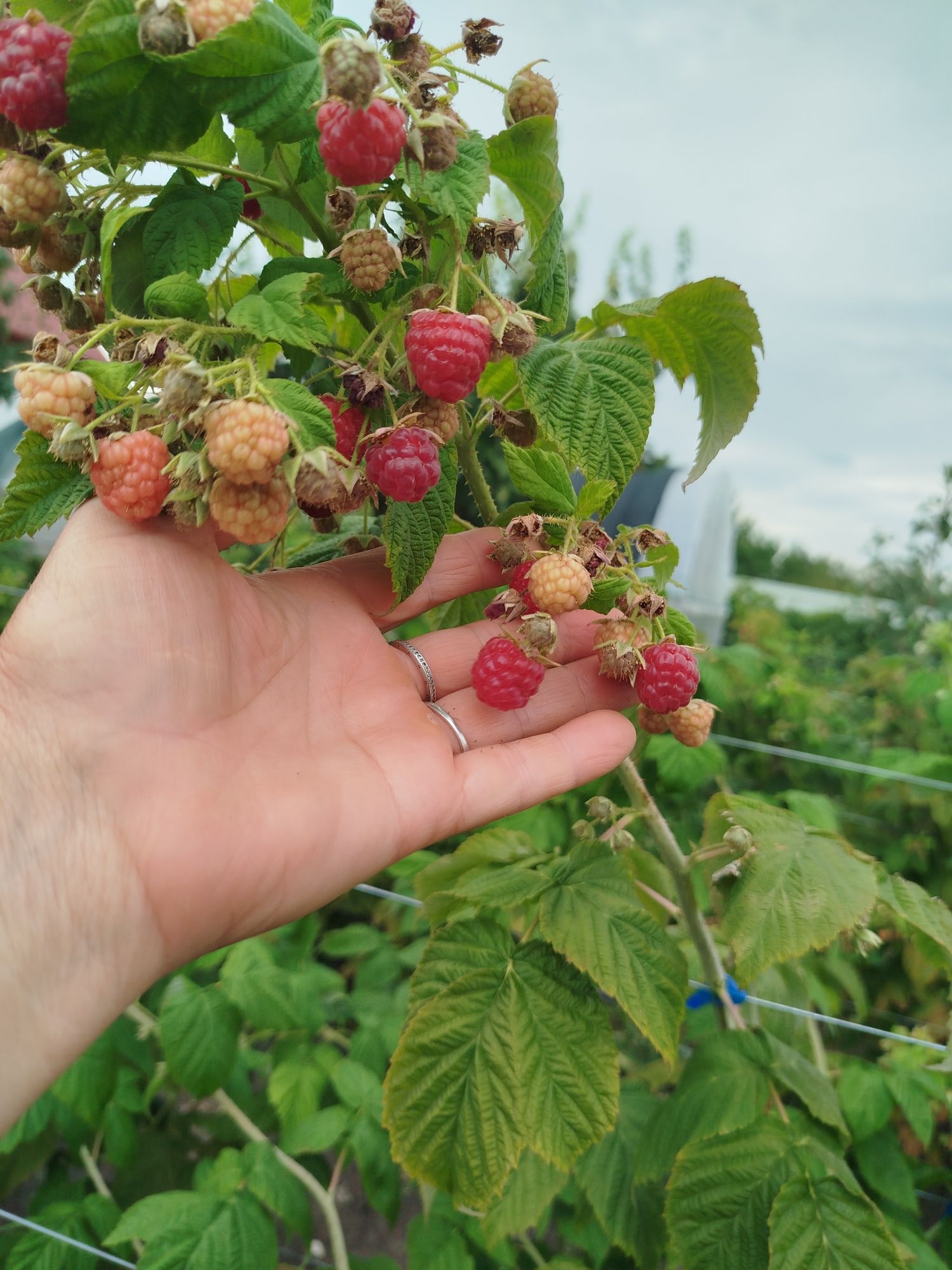 Zmeură bio... Productie proprie .