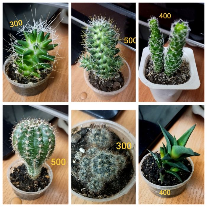 Кактусы продам..