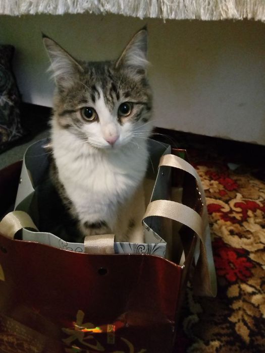 Отдам котят для хорошие руки