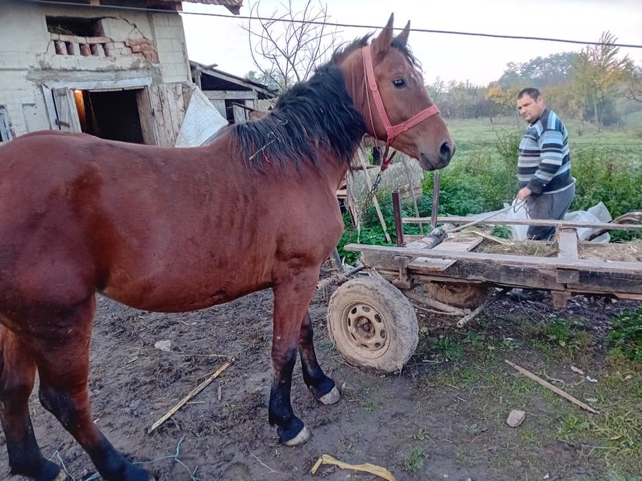 Vând mânză de doi ani