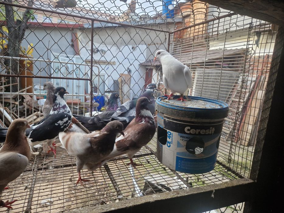 Vand porumbei ploiesteni