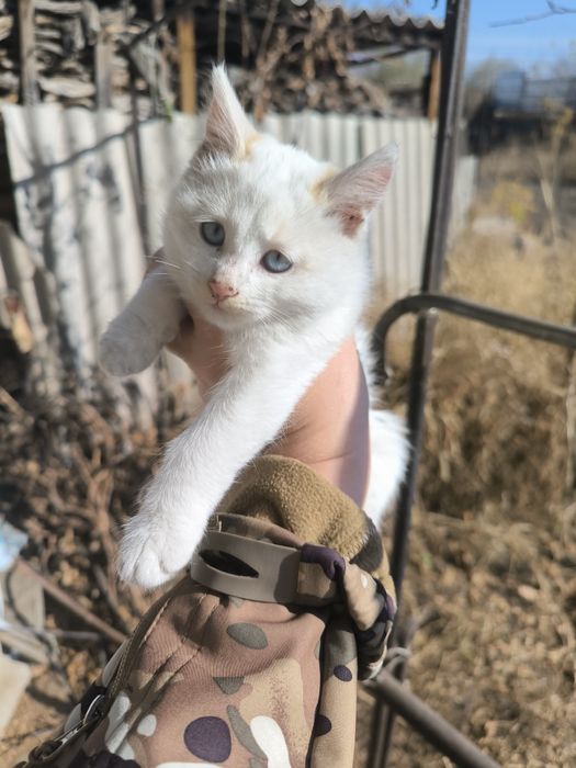 Котята отличные г.Шу