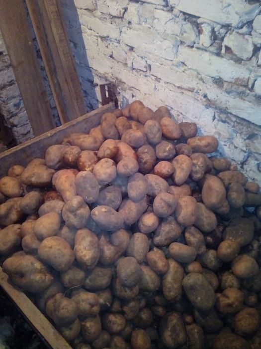 Продам картофель дачный