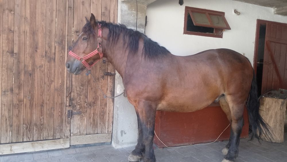 Vând cal de 5 anii  analtime 180 la hreban mai multe detalii  an priva