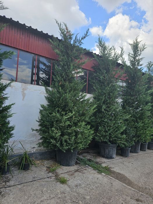 Lelandy 5 6m oferim transport