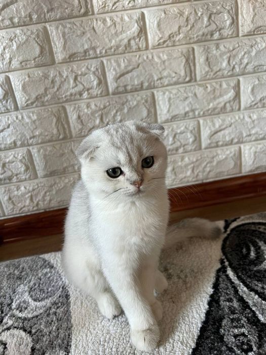 Scotish fold serebro mushuk sotiladi
Og’il bola
(5 oyli) 
Ko’zlari