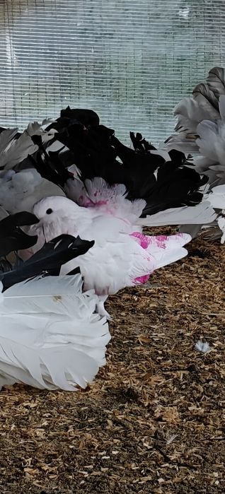 Porumbei voltați coadă neagră