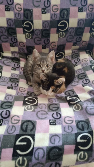 Отдам котят в добрые руки
