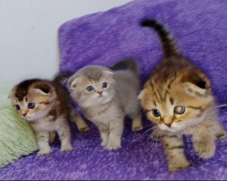 Скоттиш фолд девочка