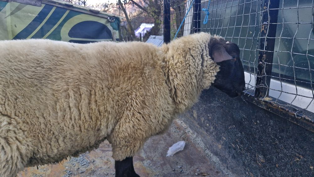 Vand berbec suffolk de 6 luni