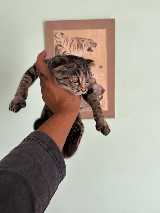 Кошка, шотландская вислоухая