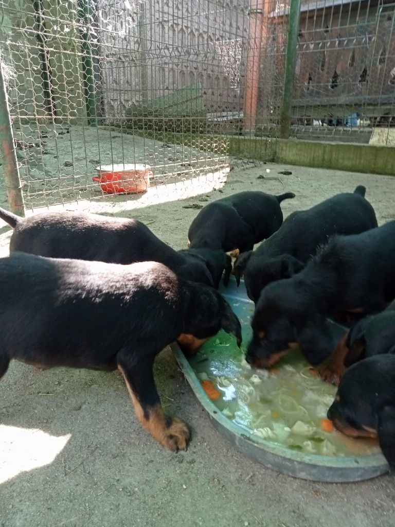 Căței Jagd Terrier