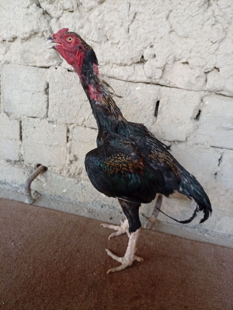 Dakan juja sotiladi