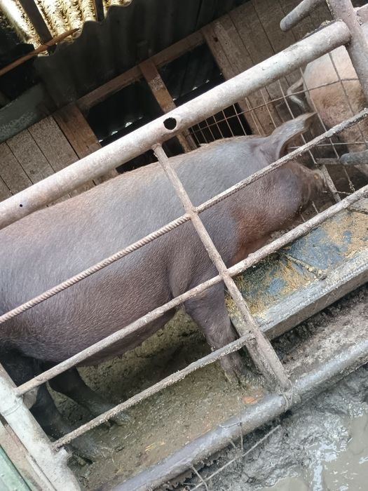 Vând poneita gestanta