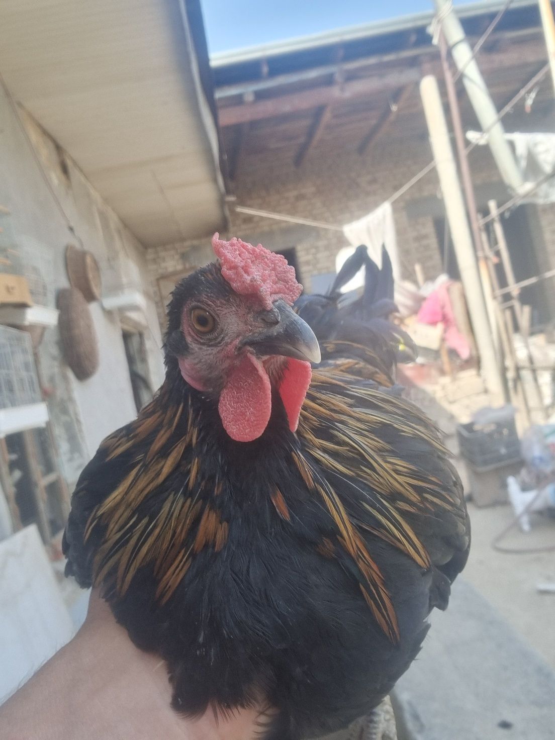 Yapon tovuq xoʻroz sotiladi