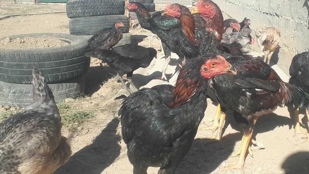 срочно сатылады Дакан борковской борвистый