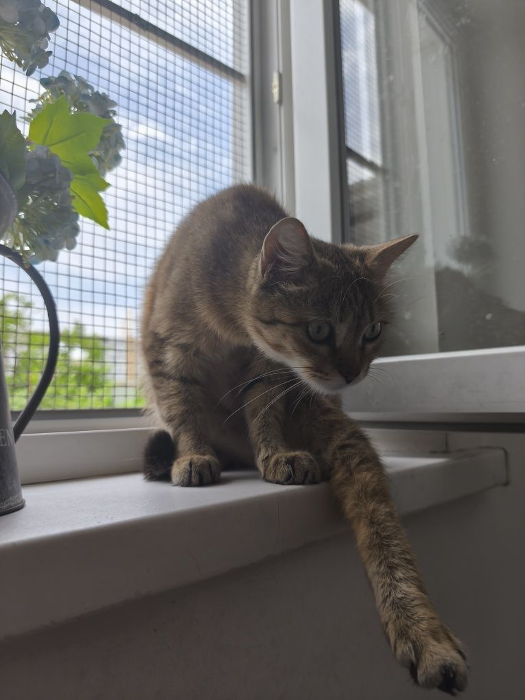 Кошечка Мария ищет дом