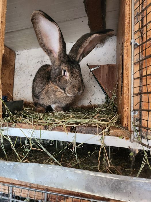 Iepuri uriaș german  și  uriaș  de Transilvania