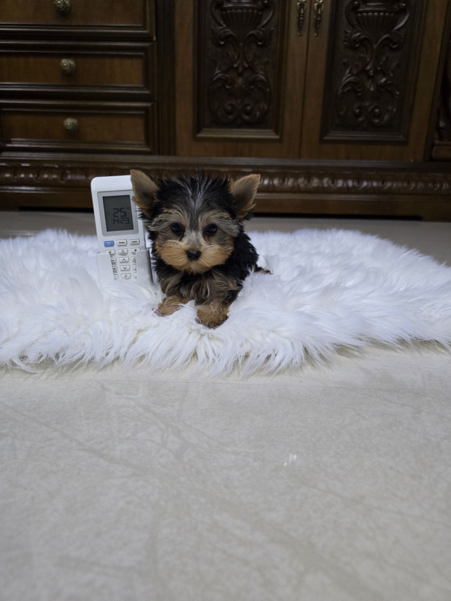 Yorkshire terrier mascul