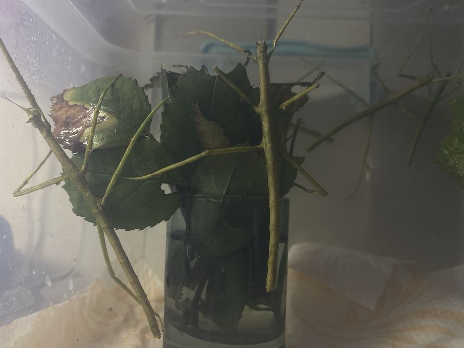 Пръчици Stick Insects Палочники