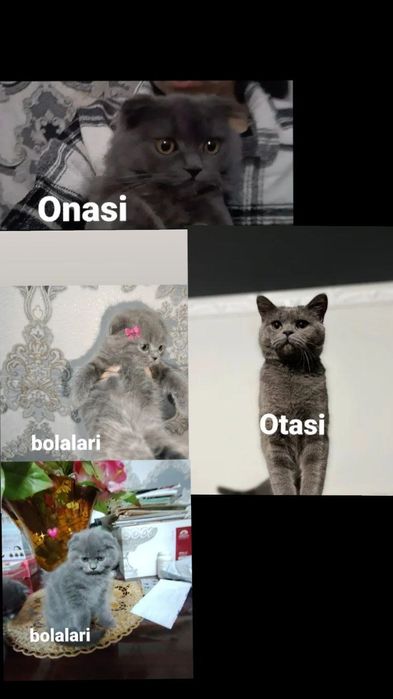 Мушук болалари сотилади