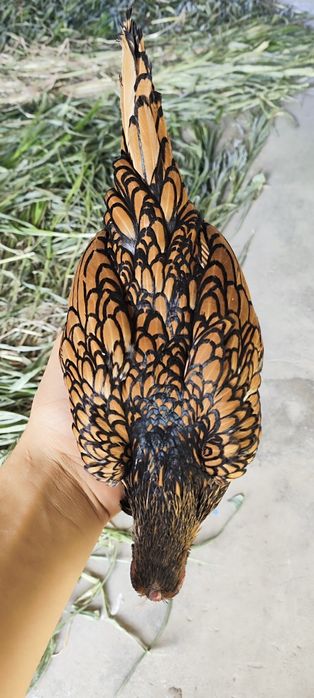 Bollari sotuvda sibrayt 2+2