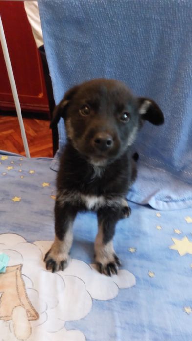 Adoptat Catelusi Tata Husky