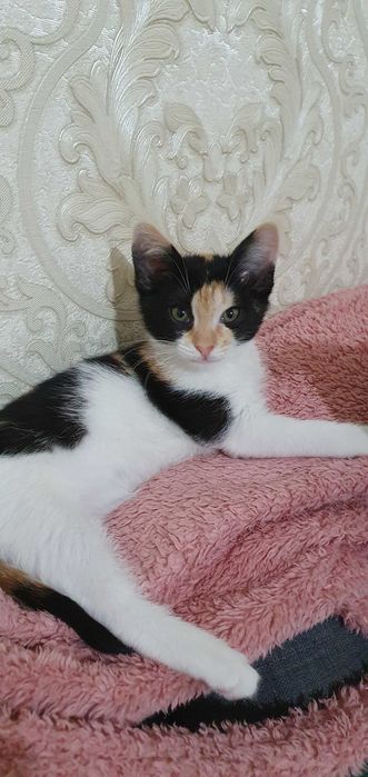 Котёнок 3-х месячный, девочка