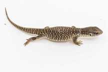 Monitor de Savana (Varanus Exanthematicus) pui