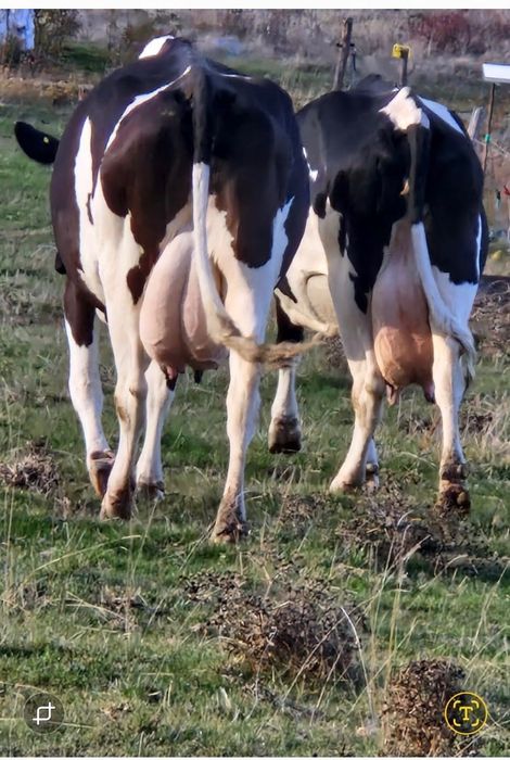 Vând două vaci holstein