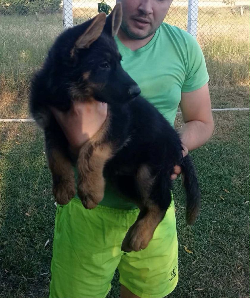 Vând pui Ciobănesc German