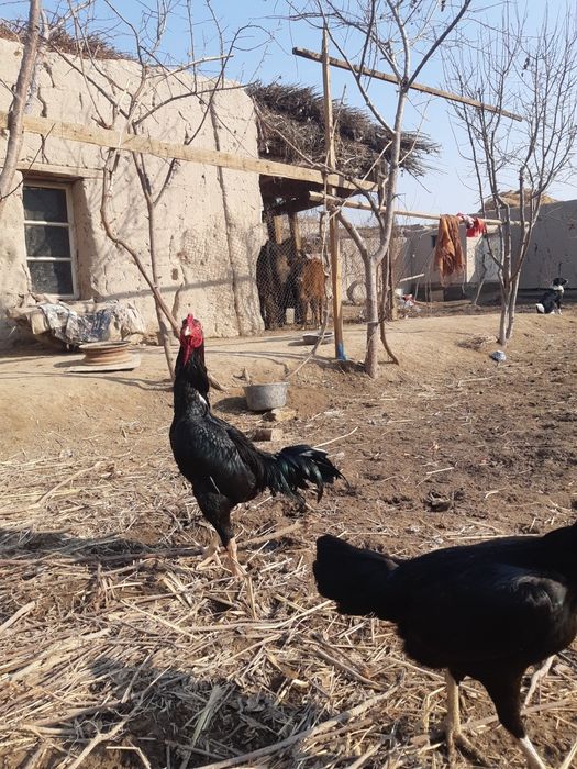 Kulangi xo'roz zotdor yaxshi urshadi