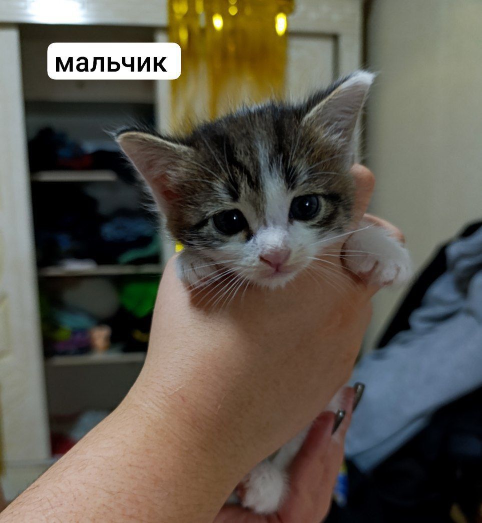 отдам котят в хорошую семью