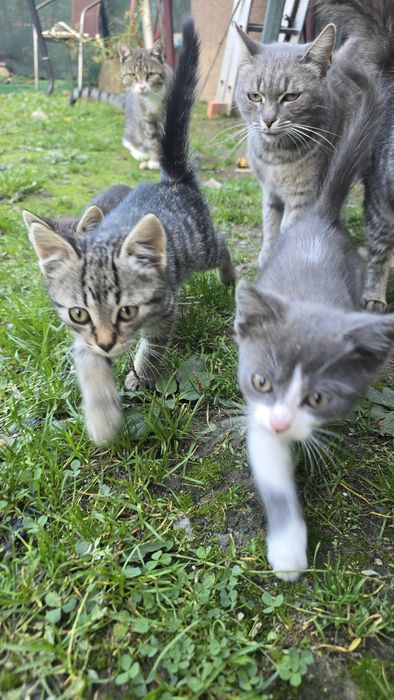 Donez ofer spre adopție  Pui Pisica