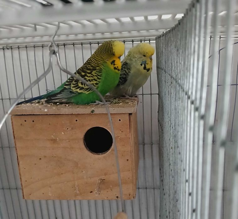 Pereche Peruși standard