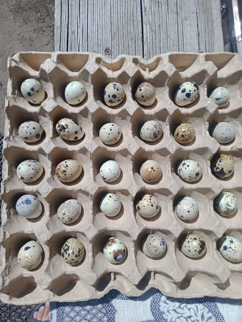 Продам перепелиные яйца 35 тг