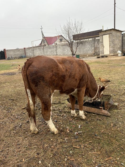 2жасар сименталл породасы сиыр сатыладв